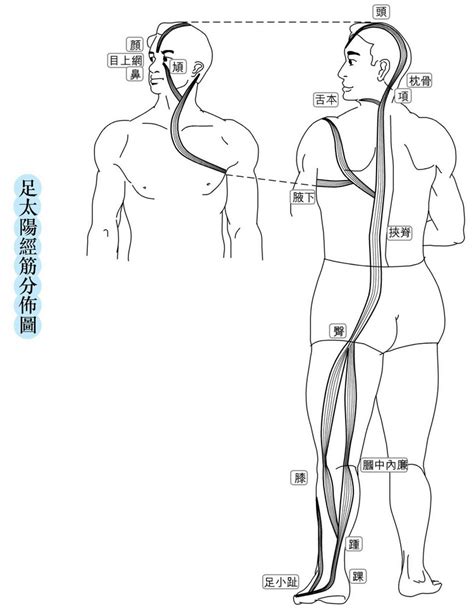 經筋